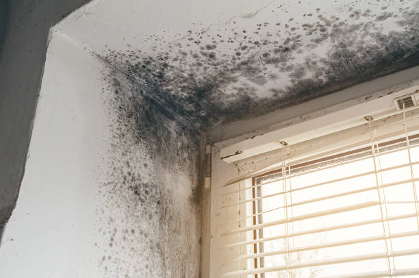 Affordable Hvac And Air Duct Mold Remediation solutions in Berryville, TX